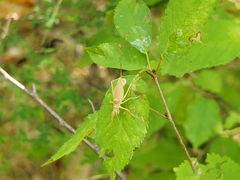 Ephippiger ephippiger