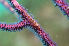 Bryaninops