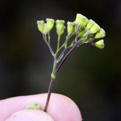 Gymnodiscus capillaris
