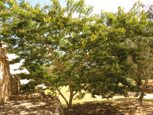 Lonchocarpus punctatus, photograph 2