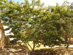 Lonchocarpus punctatus