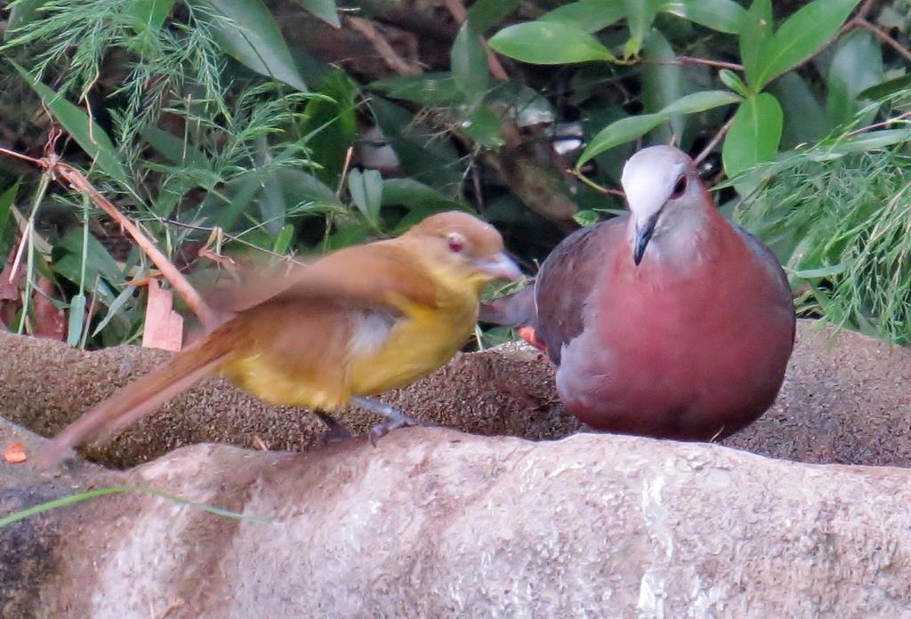 Lemon Dove