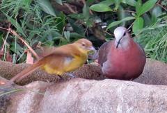 Lemon Dove photo 1