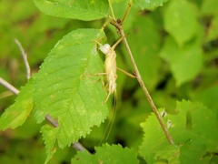 Ephippiger ephippiger