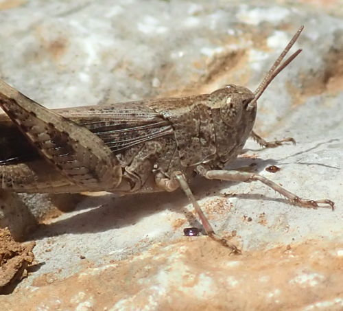 Photo of Broad Green-winged Grasshopper (Aiolopus strepens)
