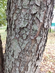 Aesculus hippocastanum