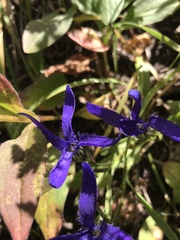 Gentianopsis barbellata