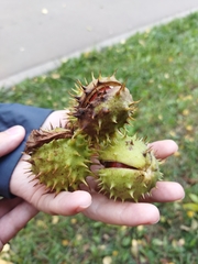 Aesculus hippocastanum
