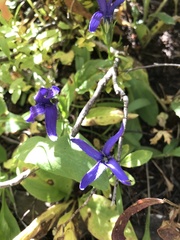 Gentianopsis barbellata