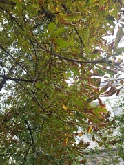 Aesculus hippocastanum