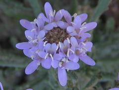 Phyllopodium cephalophorum
