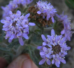 Phyllopodium cephalophorum