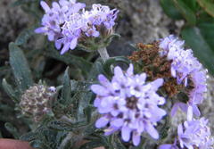 Phyllopodium cephalophorum