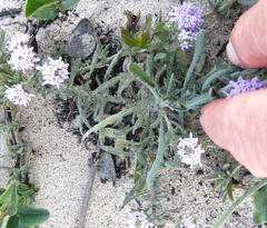 Phyllopodium cephalophorum