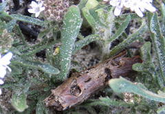 Phyllopodium cephalophorum