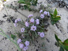 Phyllopodium cephalophorum
