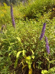 Veronica porphyriana
