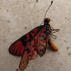 Acraea petraea