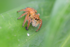 Carrhotus xanthogramma