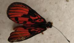 Acraea petraea