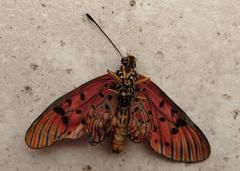 Acraea petraea