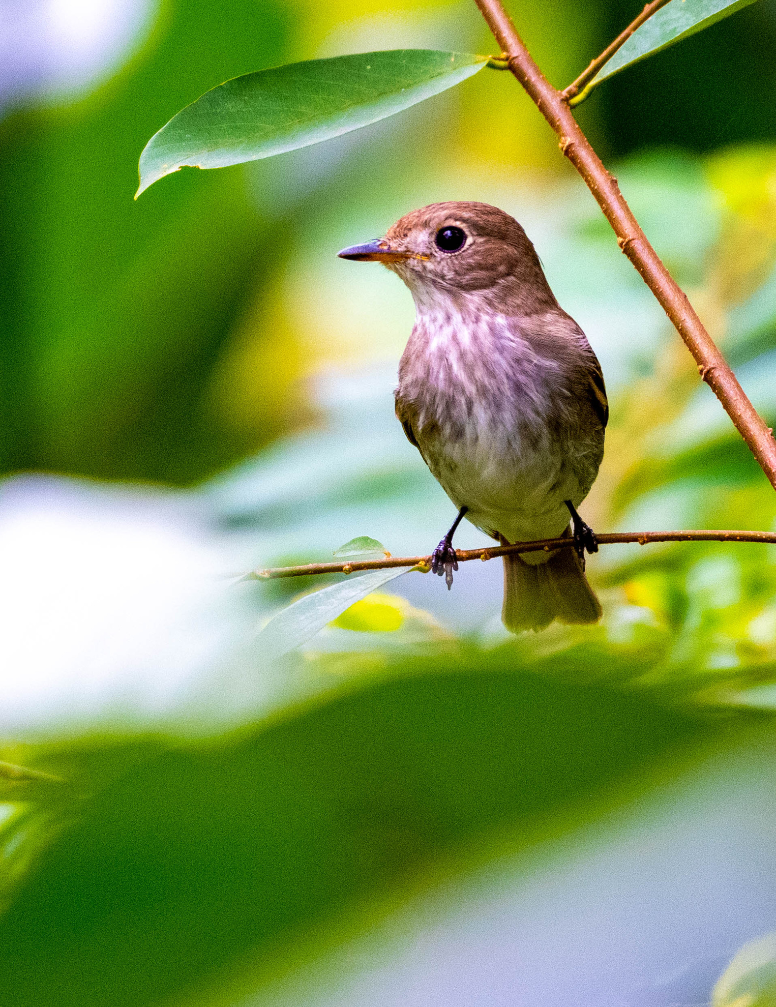 Asian brown flycatcher - Wikipedia