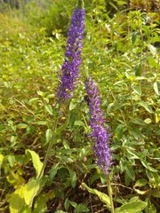 Veronica porphyriana