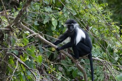 Colobus angolensis