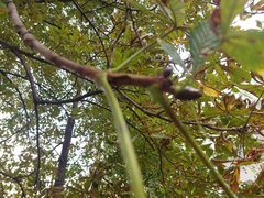 Aesculus hippocastanum