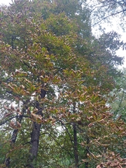 Aesculus hippocastanum