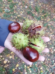 Aesculus hippocastanum