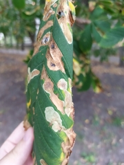Cameraria ohridella