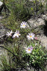 Mairia purpurata