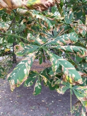 Aesculus hippocastanum