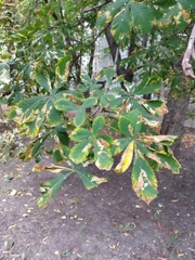Aesculus hippocastanum