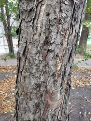 Aesculus hippocastanum