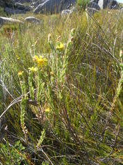 Osteospermum polygaloides polygaloides