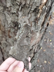 Aesculus hippocastanum