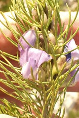Psoralea arborea