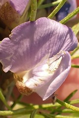 Psoralea arborea