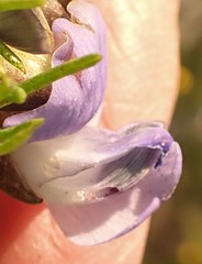 Psoralea arborea