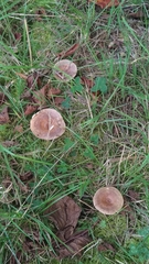 Lactarius pyrogalus