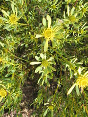 Leucadendron glaberrimum glaberrimum