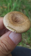 Lactarius pyrogalus