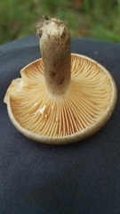 Lactarius pyrogalus