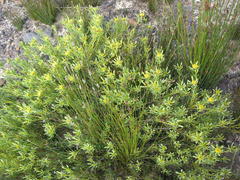 Leucadendron glaberrimum glaberrimum