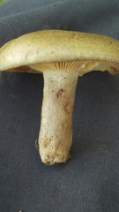 Lactarius pyrogalus