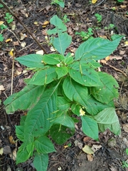Impatiens parviflora
