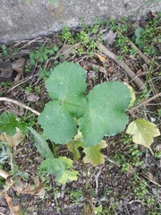 Heracleum sphondylium sibiricum