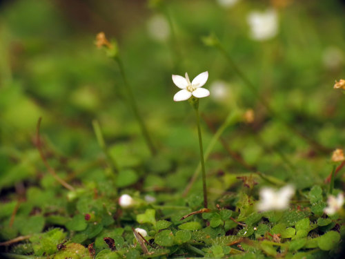 Oldenlandiopsis callitrichoides (Griseb.) Terrell & W.H.Lewis